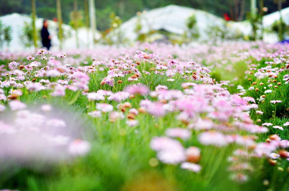 flower farm at genting