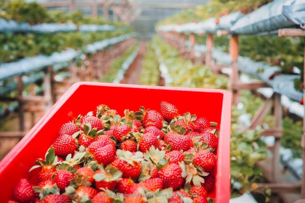 strawberries at Genting Strawberry Leisure Farm