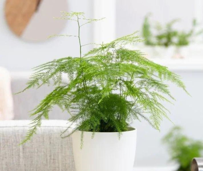 Asparagus fern