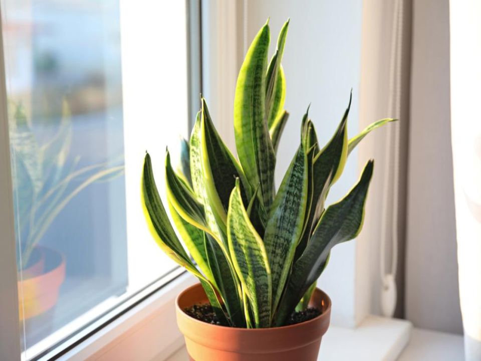 Snake plant - Creating Minimalist Home Office & Be Productive