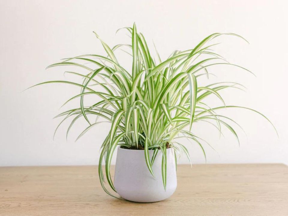 Spider plant - Creating Minimalist Home Office & Be Productive