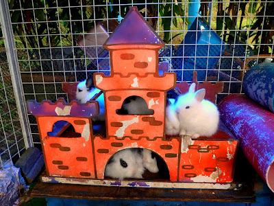 Rabbit Garden Little Village