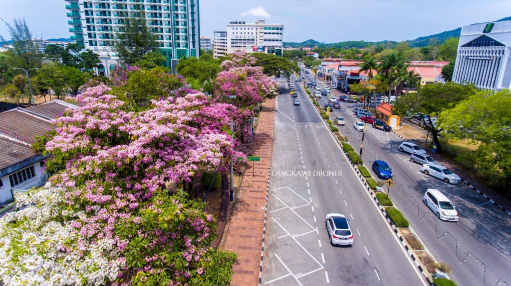 tecoma trees in Langkawi