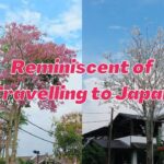 tecoma trees in perak