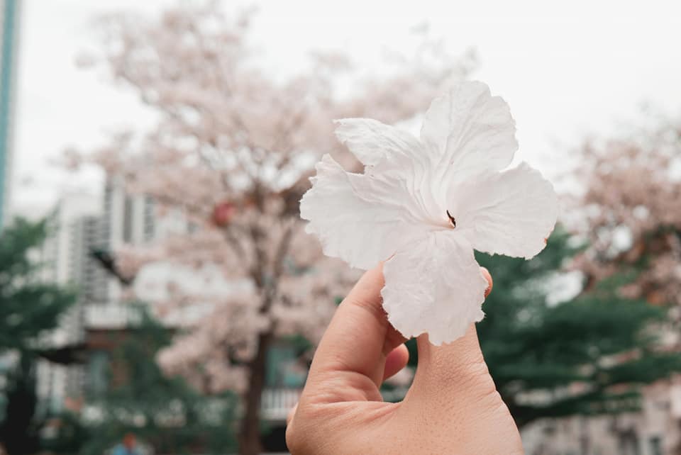 white tecoma flower, tissue-like appearance and frail nature