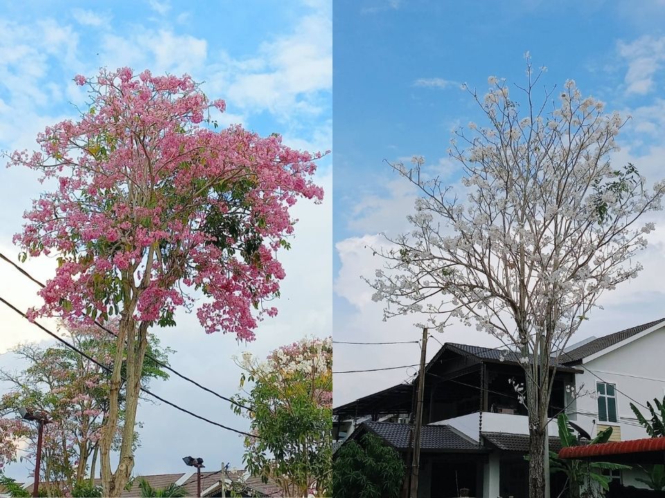 tecoma trees in perak