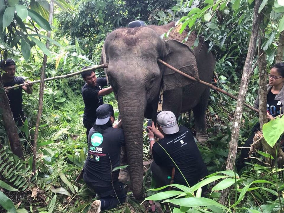 Bornean Elephant