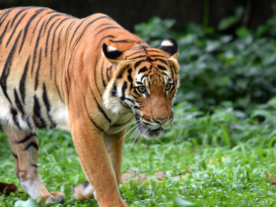 Malayan tiger