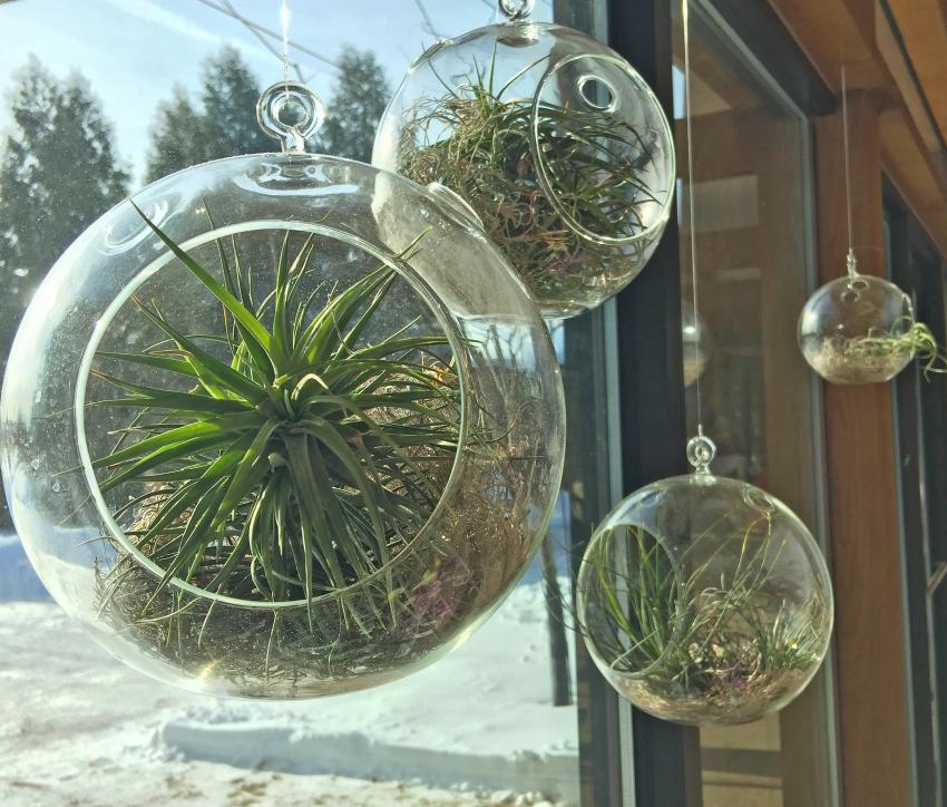 Air plant, best indoor plants malaysia