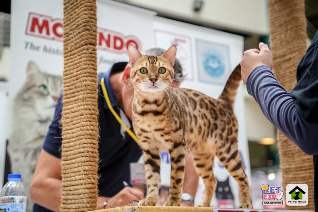 ekspo kucing malaysia