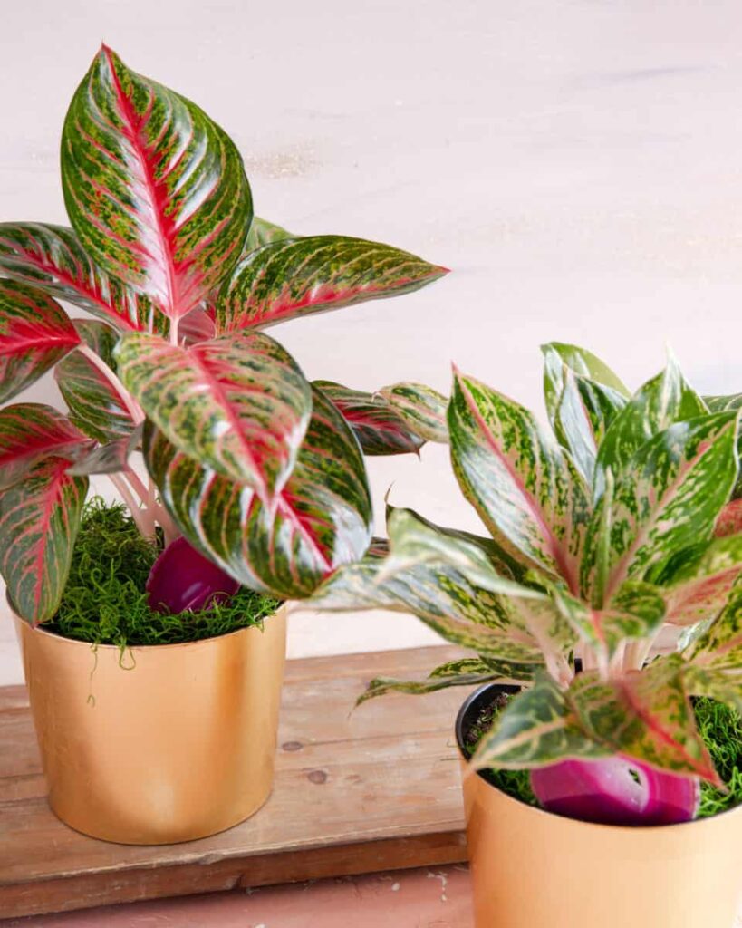 Chinese evergreen, best indoor plants malaysia