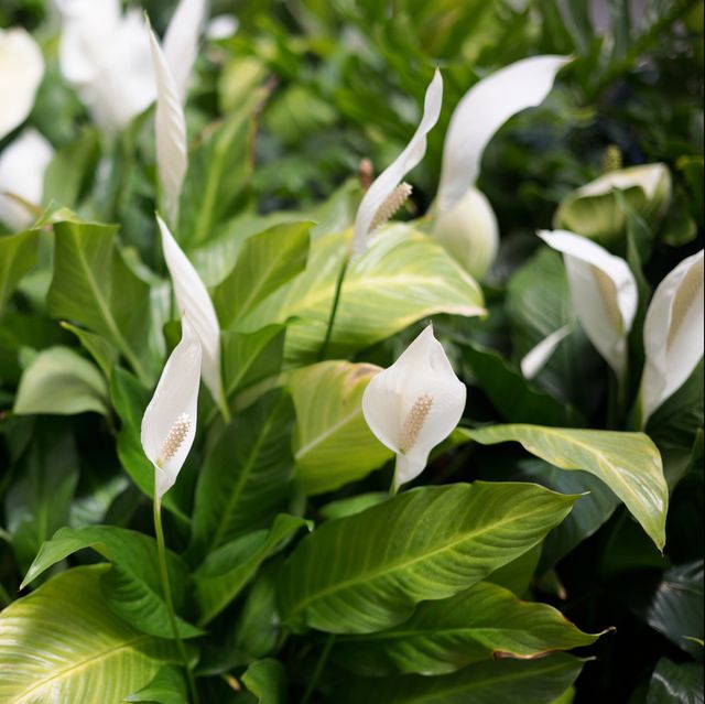 Peace lilies