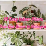 10 Easy & Best Indoor Plants You Can Grow In Malaysia