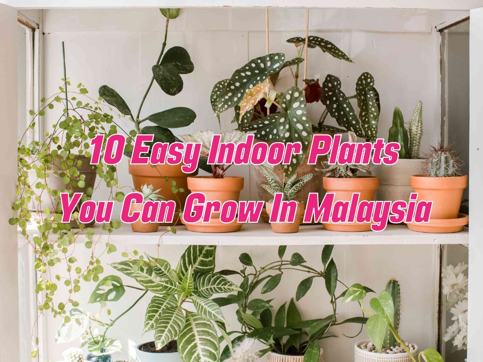 10 Easy & Best Indoor Plants You Can Grow In Malaysia