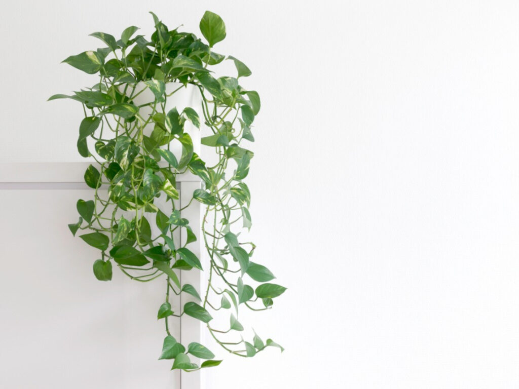 Pothos plant, best indoor plants malaysia