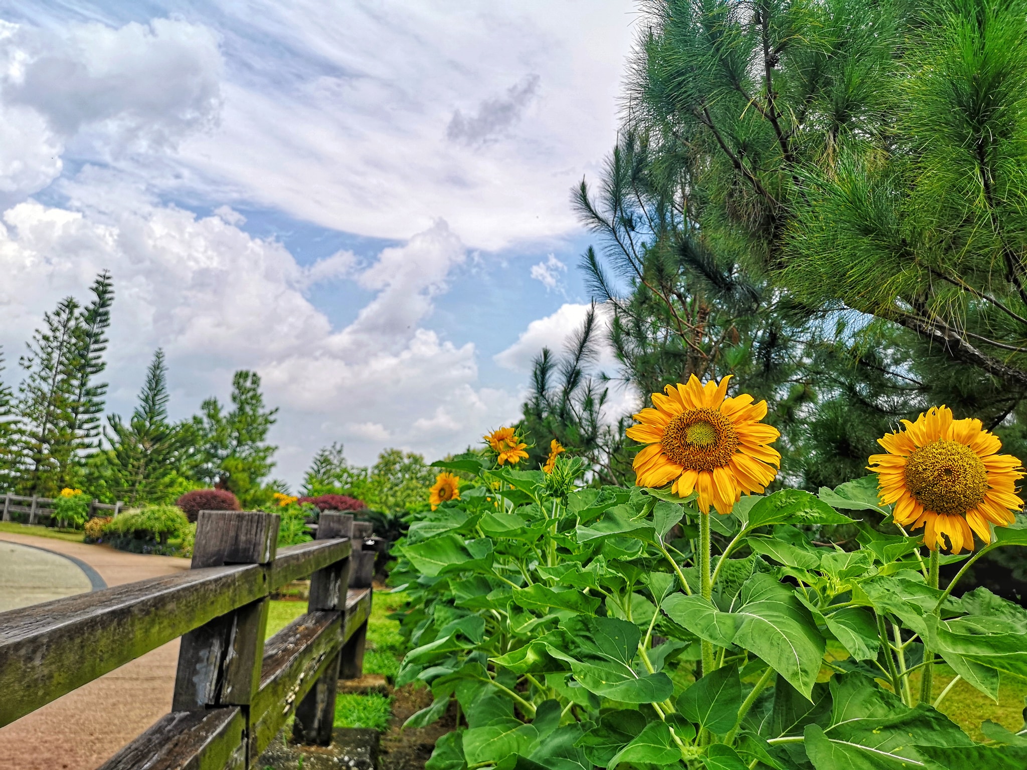 saujana hijau park