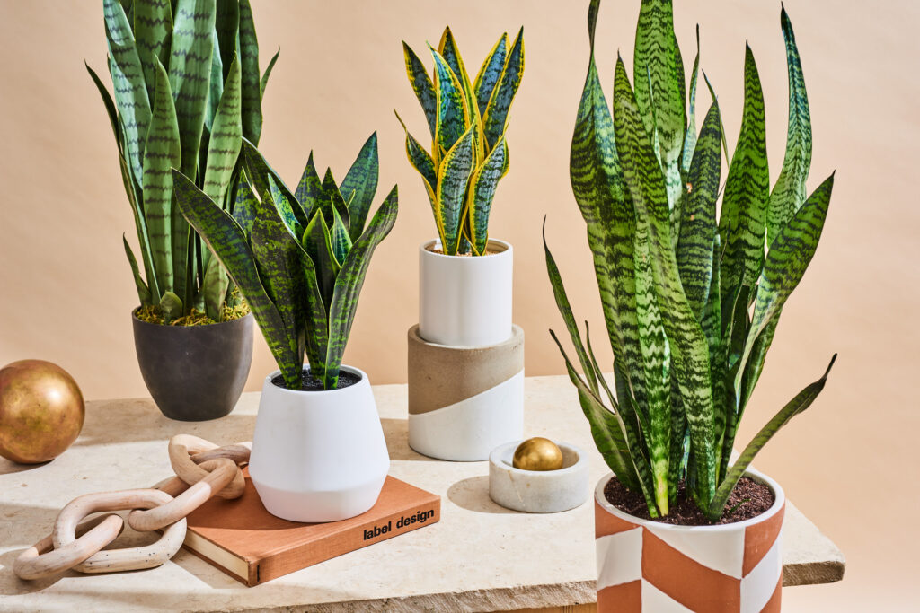 Snake plant, best indoor plants malaysia