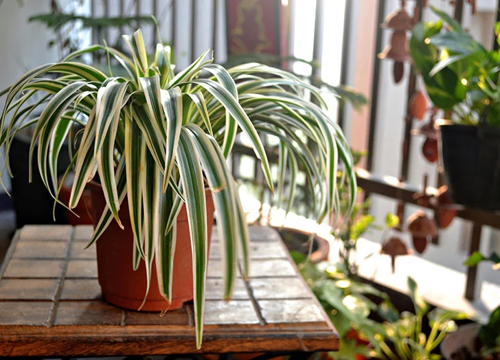 Spider plant