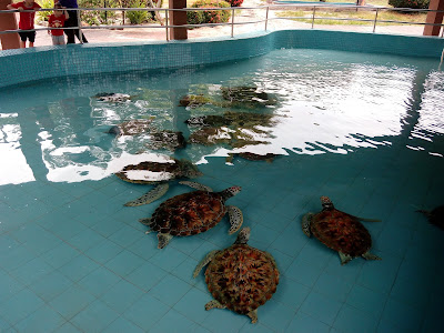 Turtle Sanctuary, Perak