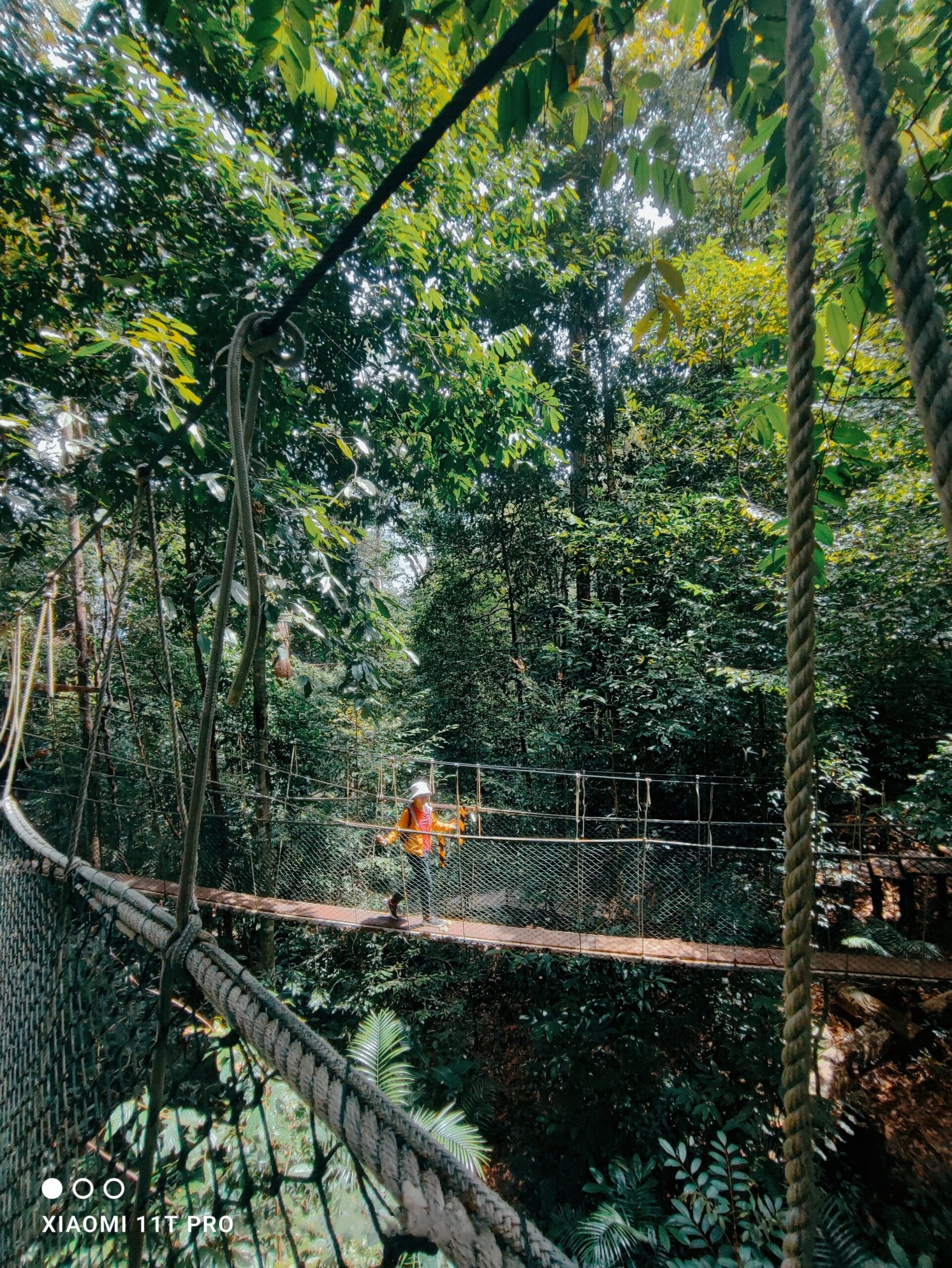 canopy walkway