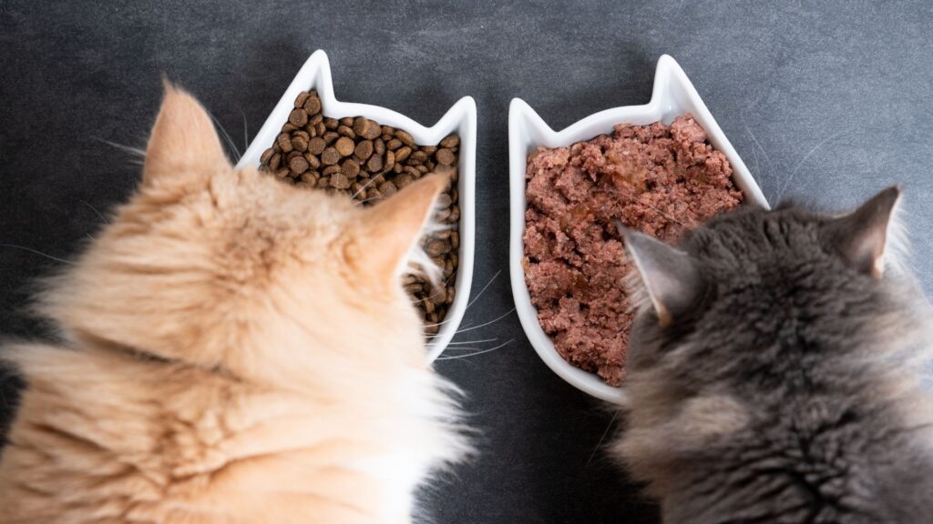 cat food, how to take care cats