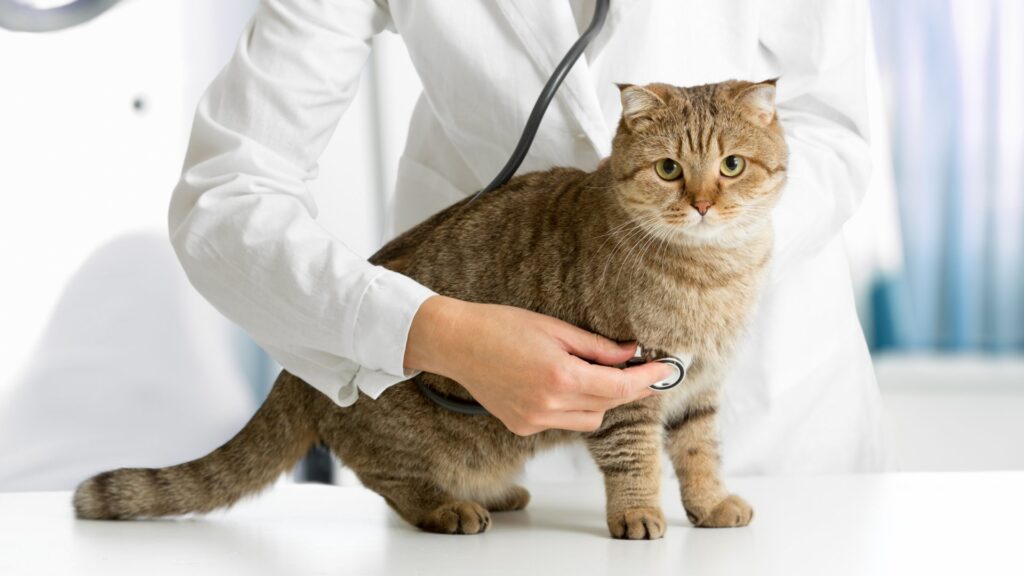 cat vets, how to take care cats