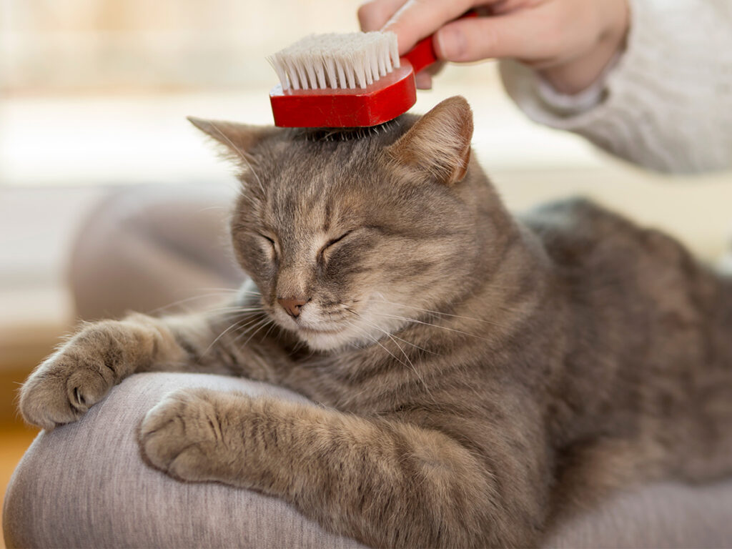 cat grooming