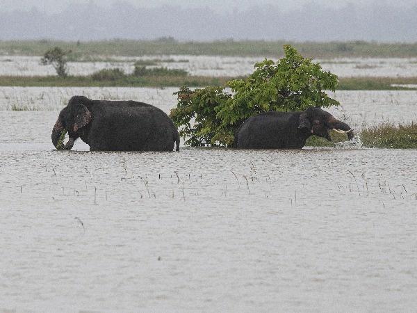 elefants in flood