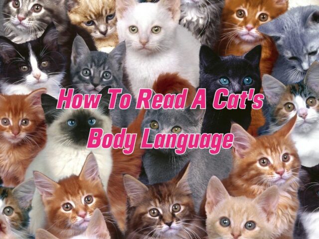 how to read a cat's body language
