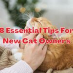 8 essential tips for new cat owners
