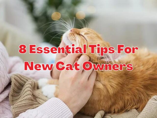 8 essential tips for new cat owners