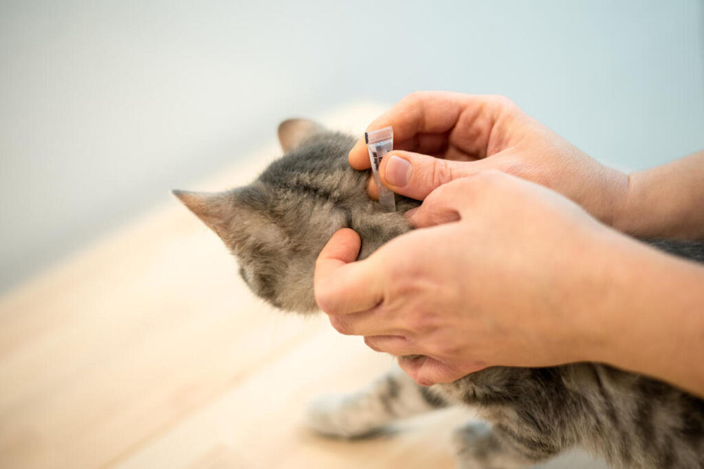 prevent fleas, how to take care cats