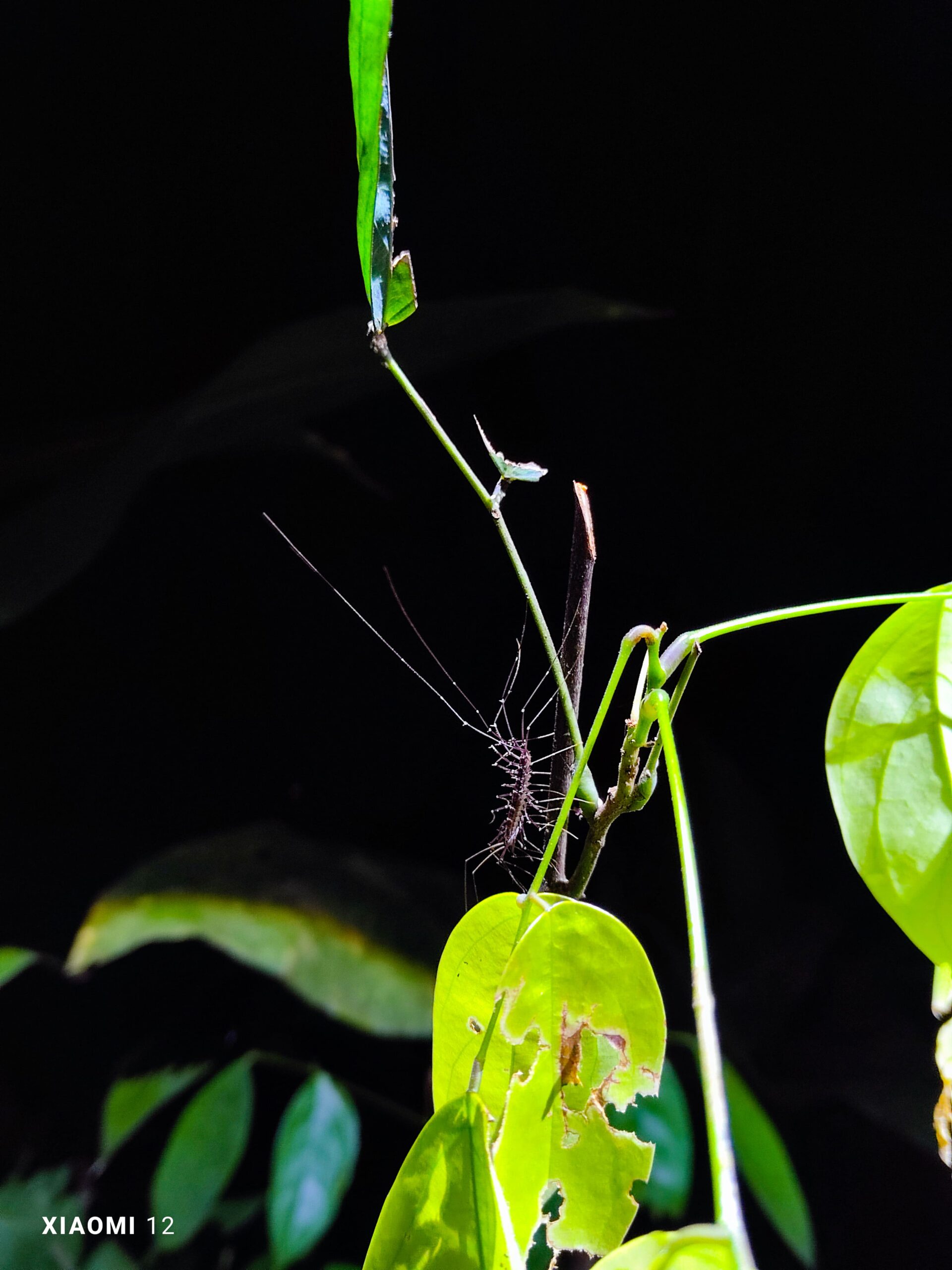 Night Jungle Walk in Taman Negara