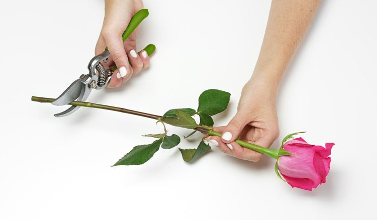 how to keep flowers fresh