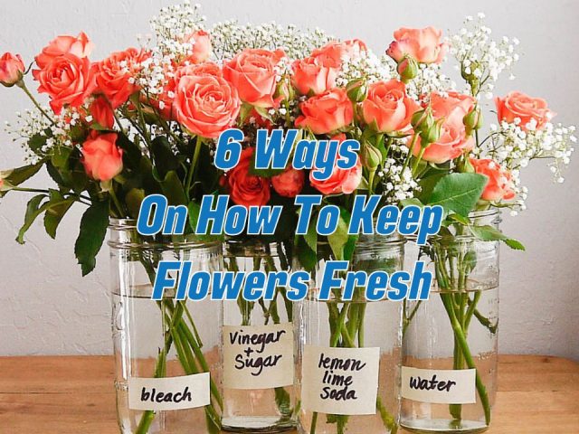 6 Ways On How To Keep Flowers Fresh