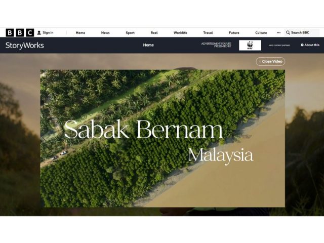connected mangroves project malaysia being featured in BBC