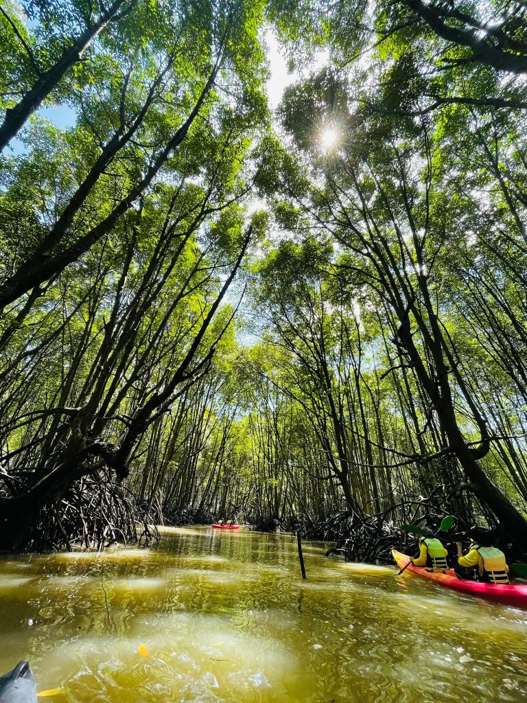 Malaysia world firsts-merbok mangrove