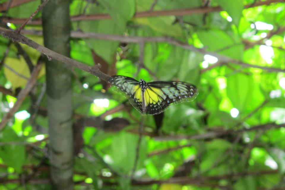 kl butterfly park