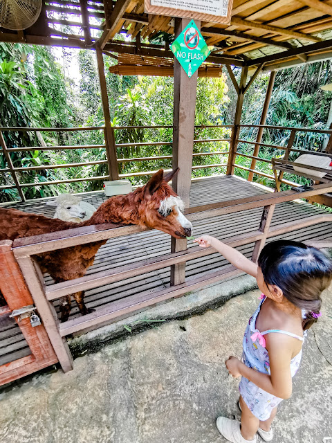 KL Tower Mini Zoo - Top zoos in Malaysia