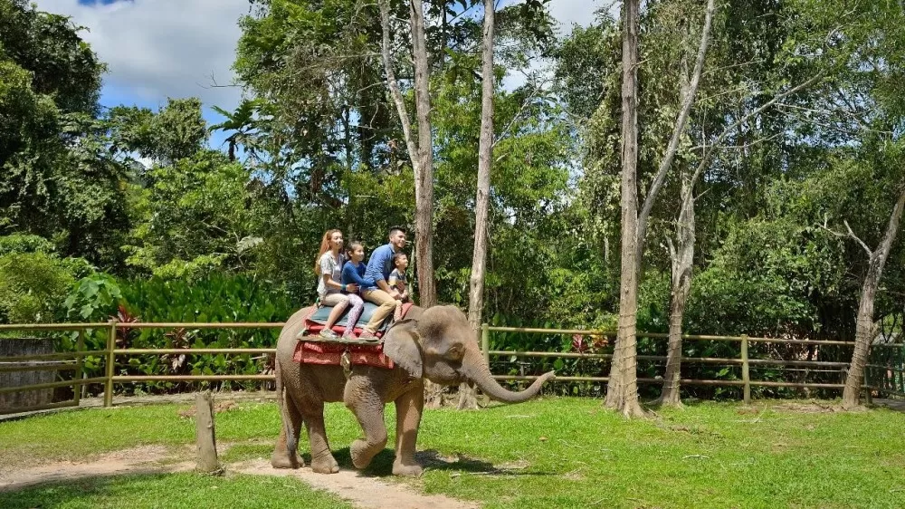 lok kawi wildlife park Sabah - elephants