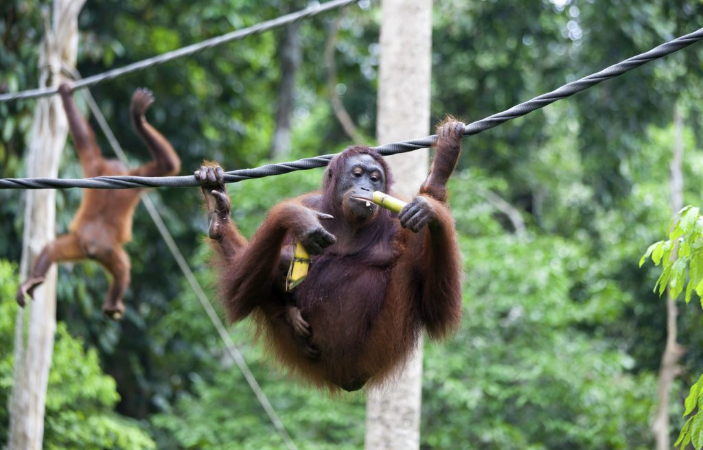 Sepilok Rehabilitation Centre 