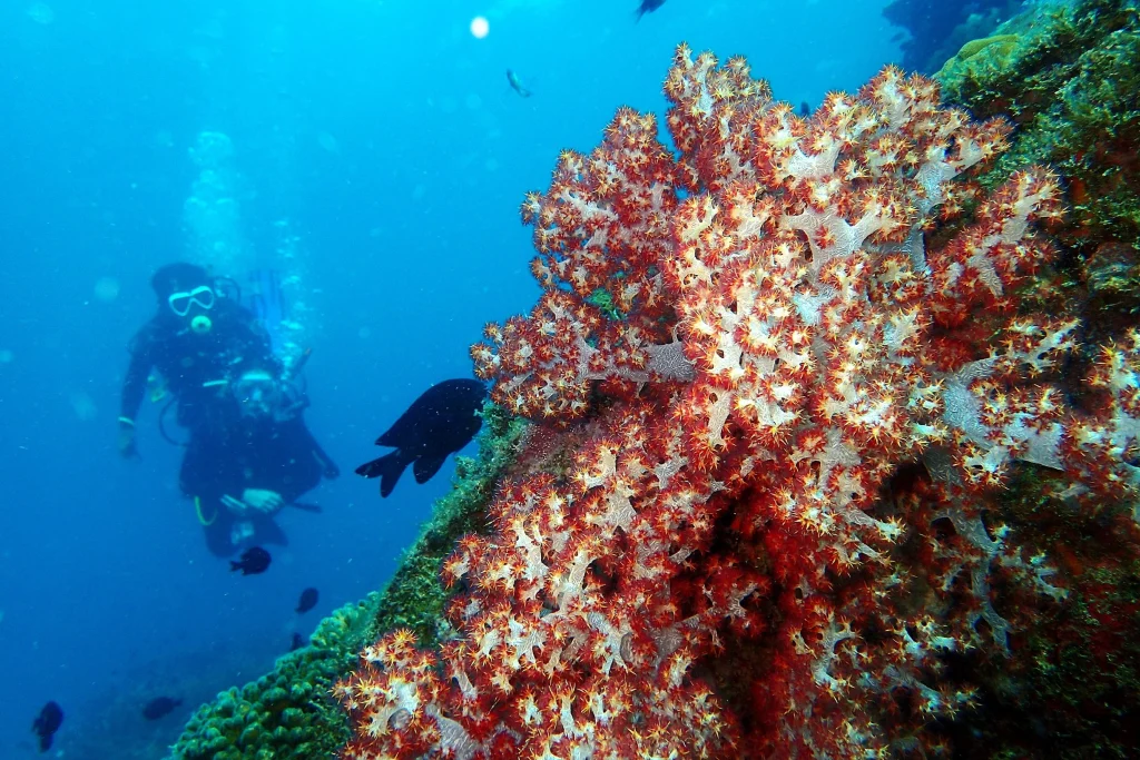 redang island - best diving spots in Malaysia