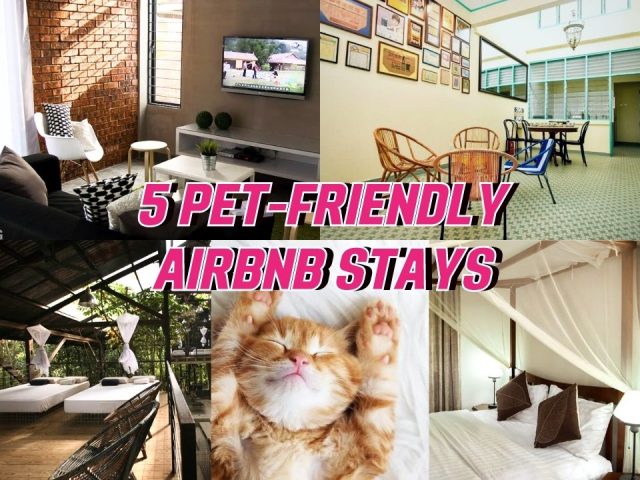 5 Pet-Friendly Airbnb Stays in Malaysia