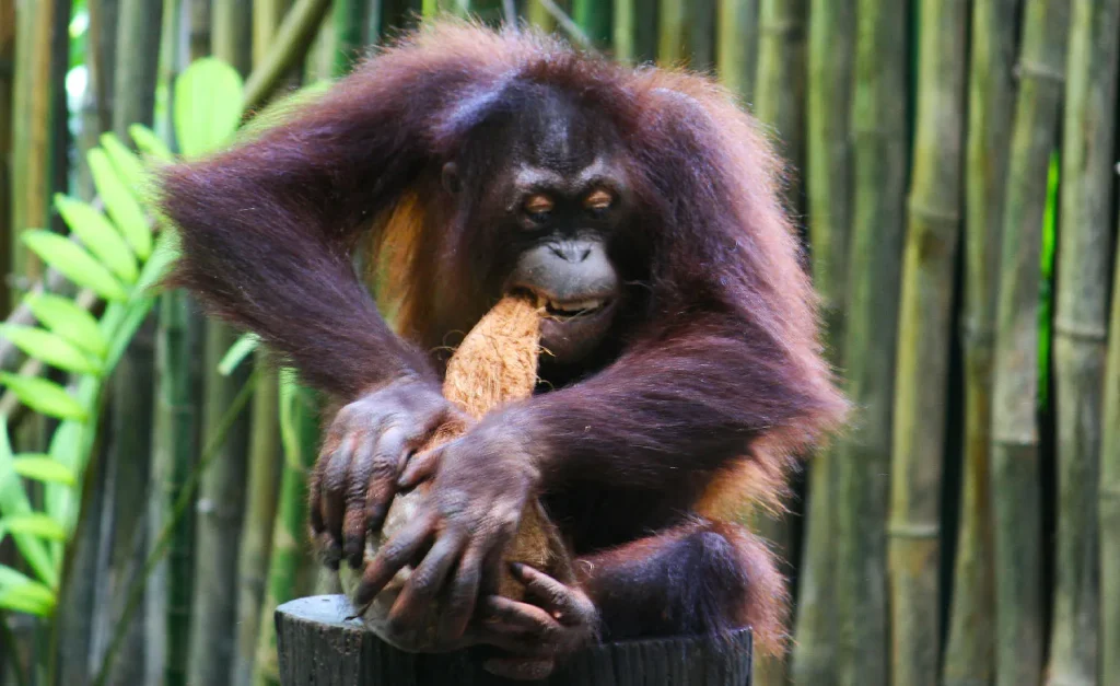 lok kawi wildlife park Sabah - orang utan