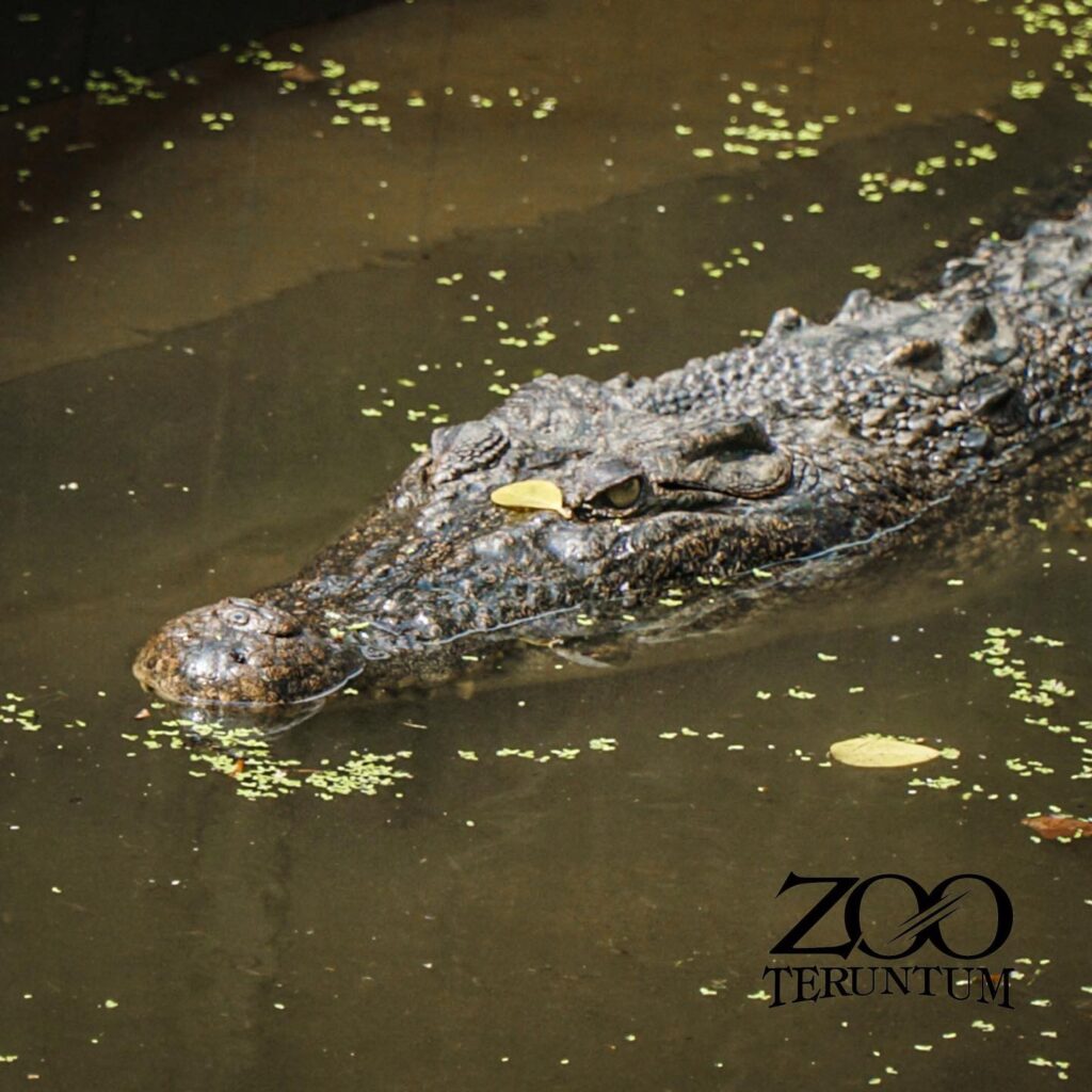 zoo teruntum kuantan