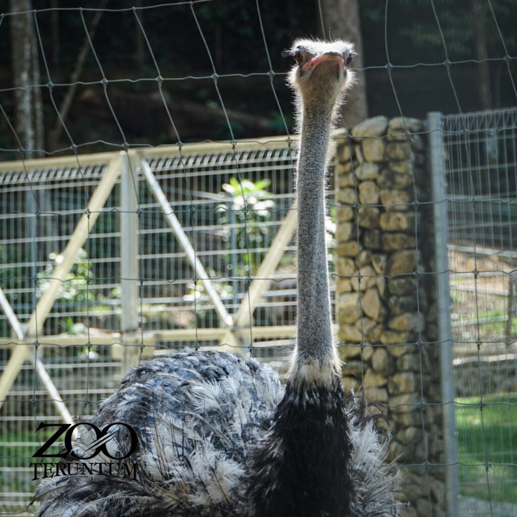 zoo teruntum kuantan