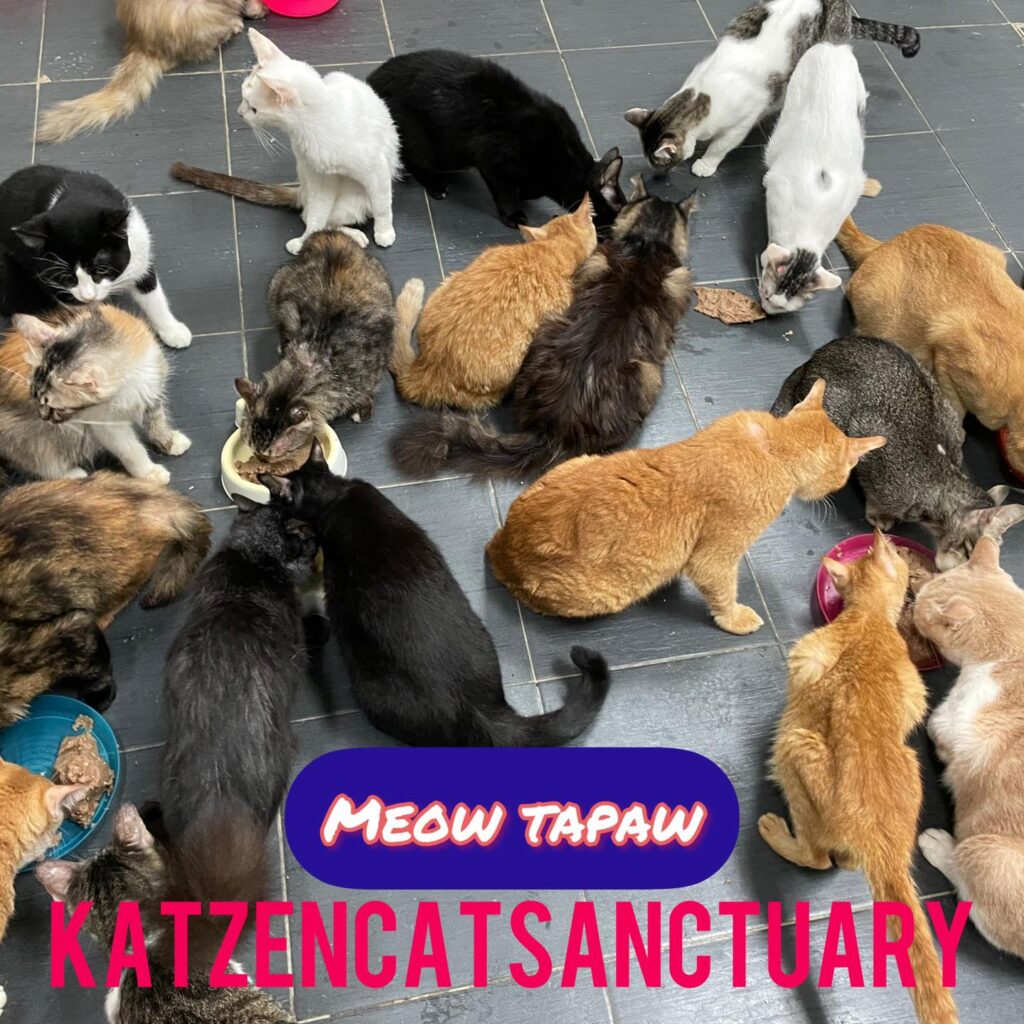 Katzen Cat Sanctuary