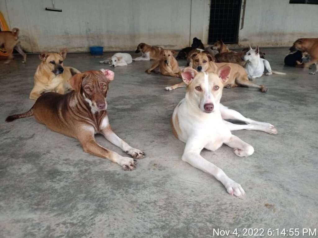 Malaysian Dogs Deserve Better