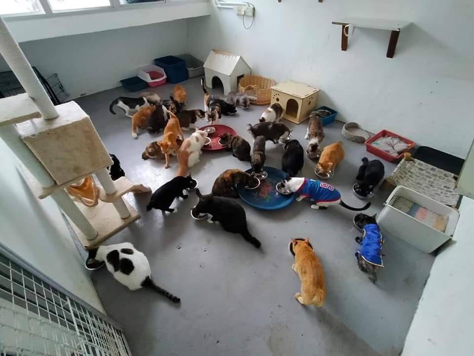 Meowy Cat Shelter