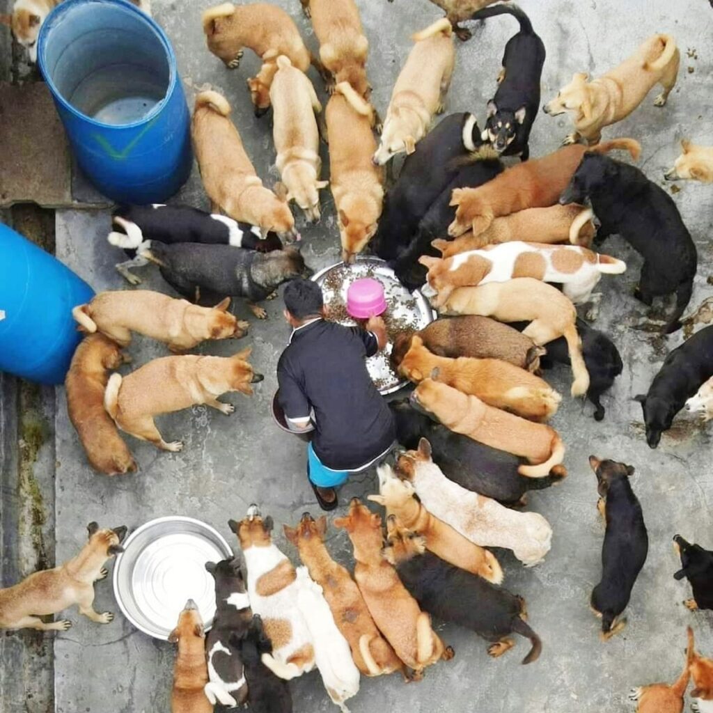 Animal Shelter in Malaysia